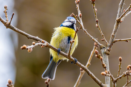 Blue Tit Is Sitting On Branch