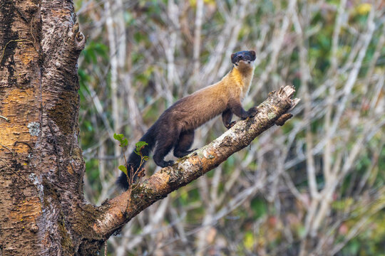 ellow-throated Marten perched on the top of a tree branch, alert and scanning its surroundings in a natural forest habitat. A beautiful wildlife photograph showcasing one of Asia's most agile and colo