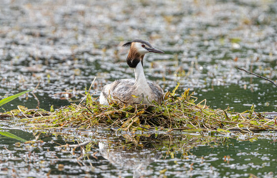 Great Crested Grebe sits on floating nest, daytime