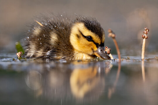 Fluffy duckling enjoys a peaceful spring swim