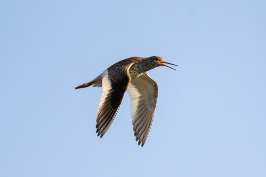Common Sandpiper soars across clear blue sky