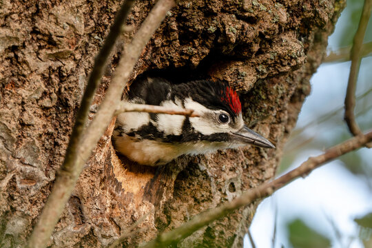 Great Spotted Woodpecker peeking from tree cavity