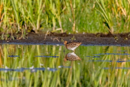 Flock Of Common Snipe In Action