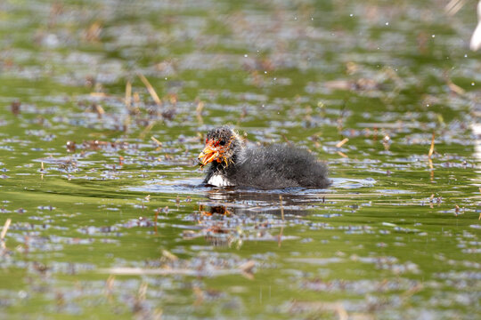 Eurasian Coot Chick Growing Up