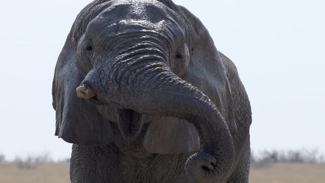 Close up shot of an African elephant playfully twisting its trunk and flapping its ears, Etosha National Park, Namibia.