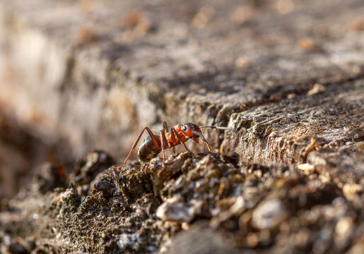 Red Wood Ant walking and patrolling on wooden stump closeup