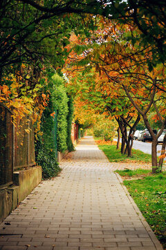 Autumn sidewalk lined with colorful trees and fallen dried leaves