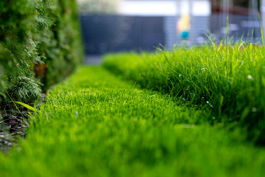 Mowing backyard grass into neat lawn stripes