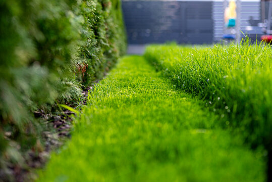 Mowing backyard lawn, cutting overgrown green grass