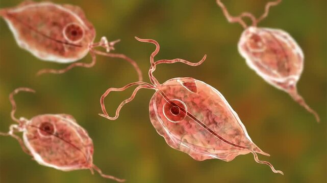 Trichomonas hominis protozoa, 3D animation showing slowly rotating flagellated intestinal microorganisms, illustrating commensal protozoan of the human digestive tract.