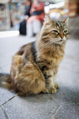 Fototapeta premium Stray cat sitting on urban sidewalk, outdoor street scene, shallow depth of field 