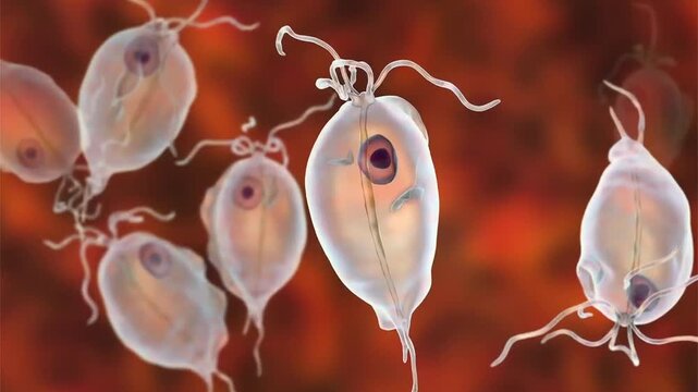 Trichomonas hominis protozoa, 3D animation showing slowly rotating flagellated intestinal microorganisms, illustrating commensal protozoan of the human digestive tract.