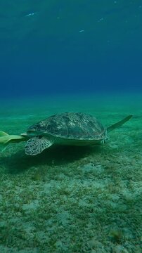 Vertical footage, Follow shot of Sea turtle swimming over seagrass meadow, Slow motion of Great Green Sea Turtle, Chelonia mydas swimming above seabed seabed