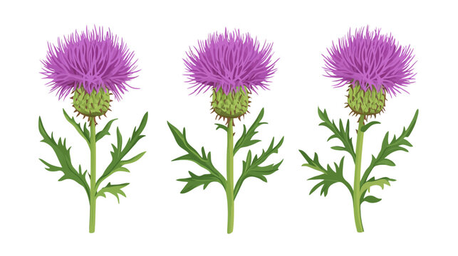 Illustration of three thistle flowers with spiny green leaves and purple spiky blooms. White background