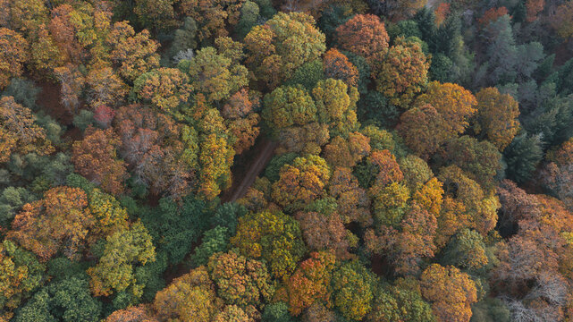 Aerial view of a native oak forest displaying vibrant autumn colors with a narrow dirt path winding through the dense canopy in Portugal.