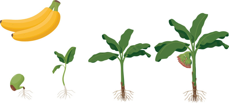 Banana plant growth stages vector illustration.