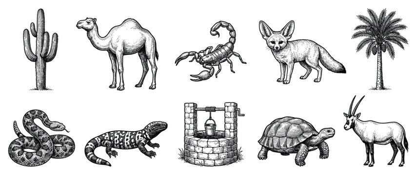 Desert life icons set. Arid environment and wildlife concept. Includes cactus, camel, scorpion, fennec fox, palm tree, snake, lizard, well, tortoise, oryx. Hand-drawn engraving style