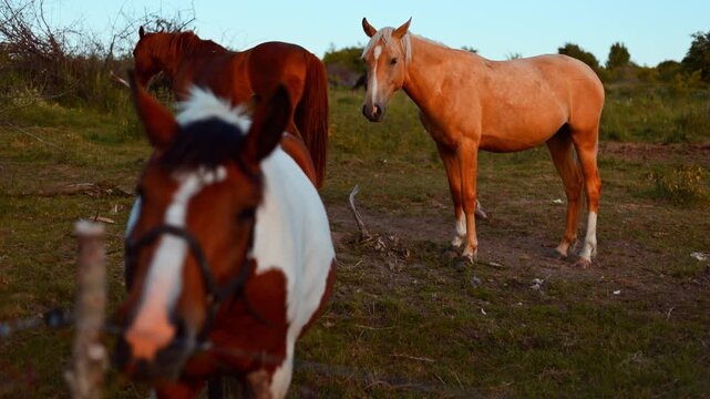 Horses grazing in a meadow at sunset. Brown and white pinto horse stands near fence while golden animal watches in background. Rural livestock farming concept.