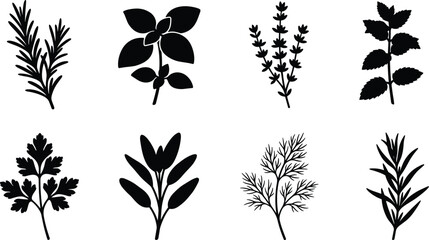 Culinary herbs black silhouette collection featuring rosemary basil thyme mint parsley sage and dill sprigs in image_230c09.png © Sirajul