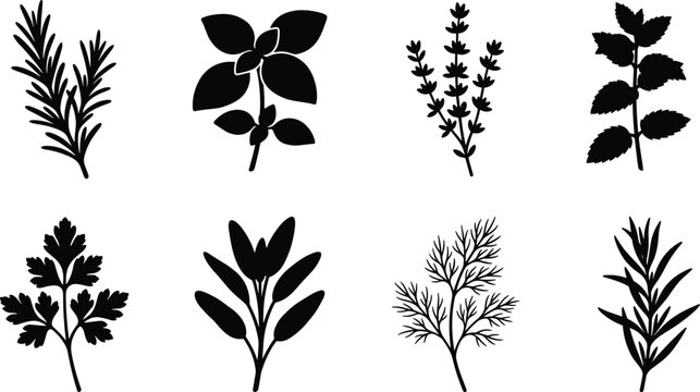 Culinary herbs black silhouette collection featuring rosemary basil thyme mint parsley sage and dill sprigs in image_230c09.png