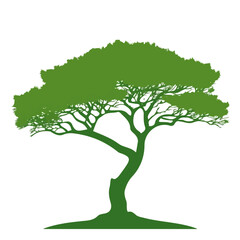 Fototapeta premium Juniper Tree, clean flat 2D illustration with a minimal style, isolated on a white background.