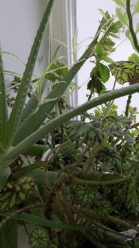 Collection of various houseplants, including Aloe Vera, Begonia, and Spider Plant, grow together. Camera slowly reveals the different textures and patterns of the leaves in bright window light.