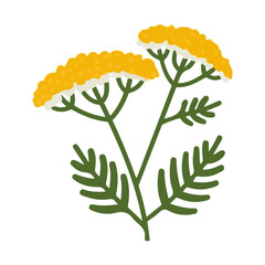 Achillea Flower, simple flat 2D artwork with minimal details, isolated on a white background. © Antoni