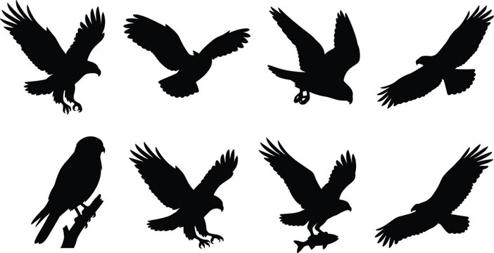 Eagle and hawk birds of prey black silhouette icon set showing flying hunting and perched poses in image_15ca44.png