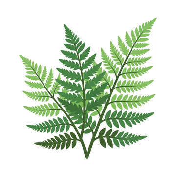 Green fern leaves illustration on a white background