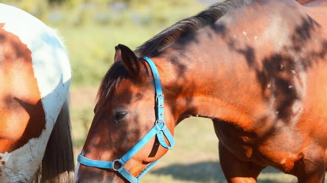 Bay horse wearing blue halter leans head against pinto horse. Two equine friends socializing in sunny field. Animal behavior, grooming and social bonding concept.