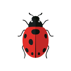 Fototapeta premium Flat 2D illustration of Ladybug, simple modern design, isolated on a white background.