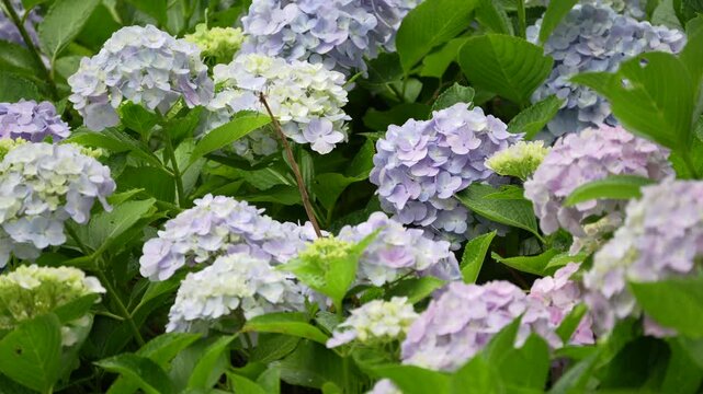 Japanese hydrangeas