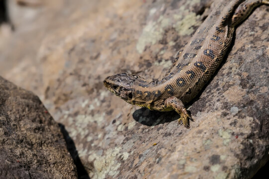 Jaszczurka zwinka (Lacerta agilis) wy) wygrzewa się na oświetlonej słońcem skale, prezentując swoje wzorzyste łuski. Jaszczurka jest zakamuflowana na tle skały o teksturowanej, plamistej powierzchni. 