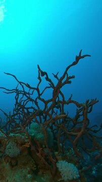 Vertical footage, Camera moves around the bright Red Sponges on coral reef top in backlit on a turquoise water background, Slow motion of Toxic Finger-Sponge, Negombata magnifica 