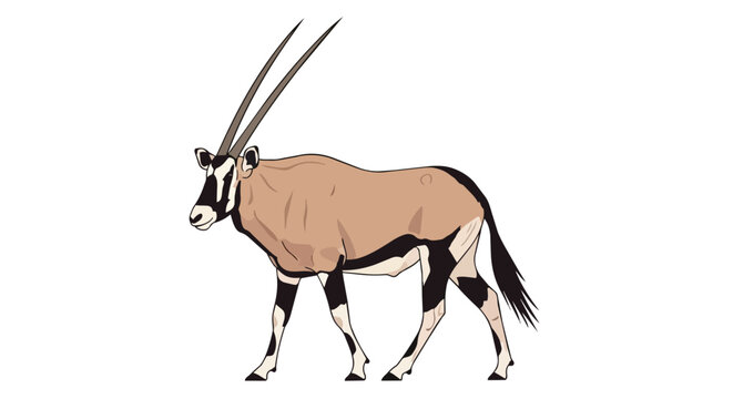 African Gemsbok Oryx Gazella Antelope Illustration with Long Straight Horns Isolated on White Background for Safari