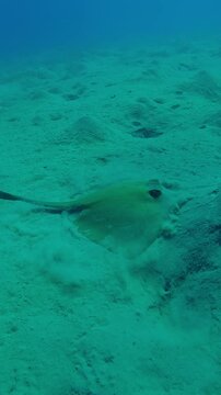 Vertical footage, Feathertail ray swims and digs sand looking for food on a hilly sandy bottom on depth sea, Slow motion of Cowtail Stingray, Pastinachus feeding on sands-muddy seabed