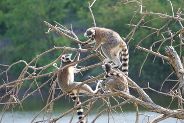 Obraz premium Lemurs are sitting on a tree branch.