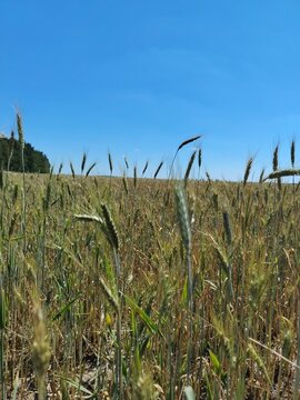 Green rye field with ears of wheat under a clear blue sky in summer