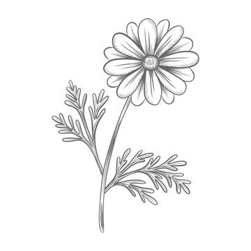 Chamomile flower with leaves vector graphic illustration for floral design. Medicinal herbs for apothecary packaging. Hand drawn engraving isolated sketch of dasy wildflower for card, sticker, textile