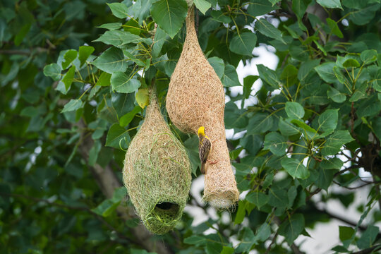 Close-up of a Baya Weaver hanging nest woven from grass fibers. This detailed wildlife photograph showcases the bird's remarkable nest-building skills and the intricate craftsmanship
