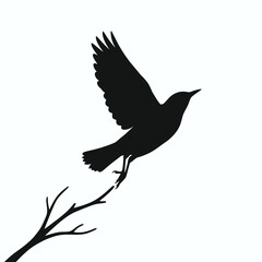 Fototapeta premium Bird Silhouette, Flying Bird, Black Bird Icon, Vector Bird Illustration isolated on White Background silhouette