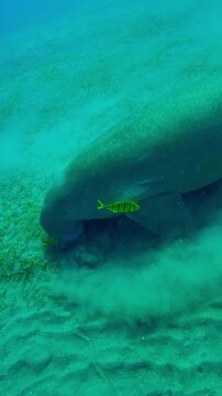 Vertical footage, Top view on Sea Cow feeding green algae on sand-muddy bottom, Slow motion, Camera moves around the Marine Sirenia Dugong dugon eating Smooth ribbon seagrass 