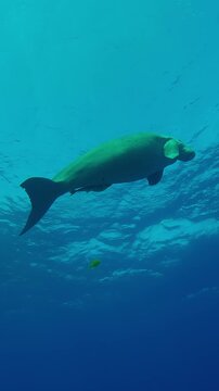 Vertical footage, Sea Cow, Dugong dugon slowly swims up in turquoise water exhaling air bubbles, Medium shot, Slow motion