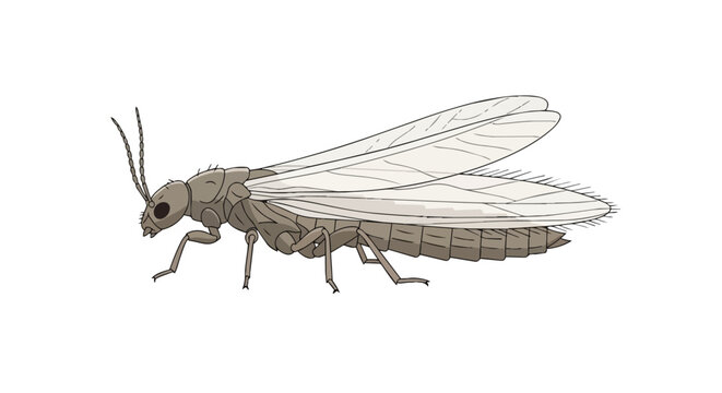 Detailed Hand Drawn Illustration of a Flying Stonefly Insect with Large Wings Isolated on a Solid White Background