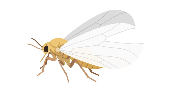 Small Whitefly Garden Pest Illustration with Transparent White Wings and Yellow Body Isolated on Plain Background