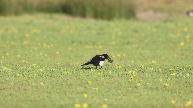 A black-billed magpie (Pica hudsonia) picks up a piece of dung and flies off across a flower-dotted meadow at Shugru Reservoir, Lassen County, California.