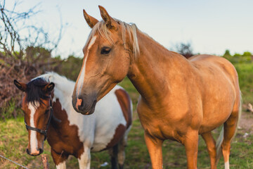 Obraz premium Horses grazing in a meadow. Rural landscape with beautiful brown and white horses standing on green grass field. Animals in nature, ranch life and livestock farming concept.