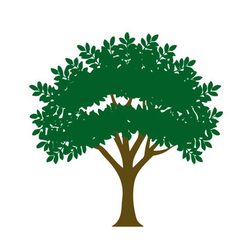 Flat 2D illustration of Black Locust Tree, clean vector illustration style, isolated on a white background.