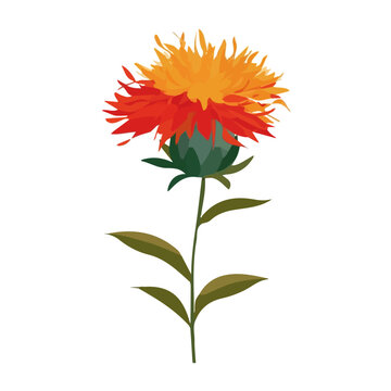 Safflower Flower, flat 2D illustration, minimal modern design, clean shapes, isolated on a white background.