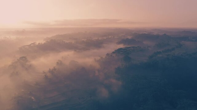 Top view of rice terraces and jungles in Cambodia on sunset at daytime on sunlight. Panoramic camera movement